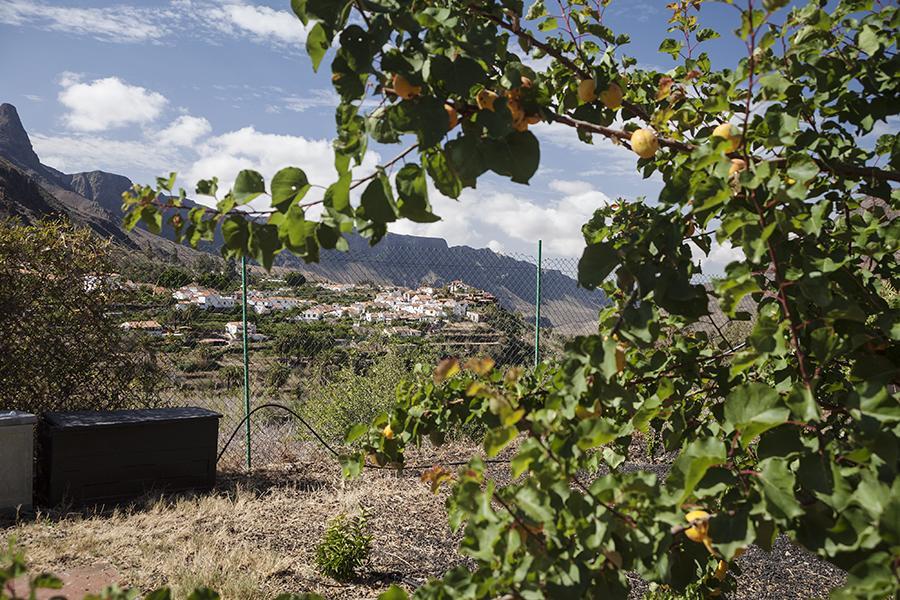 Ecotara Canary Islands Guest House ฟาตากา ห้อง รูปภาพ